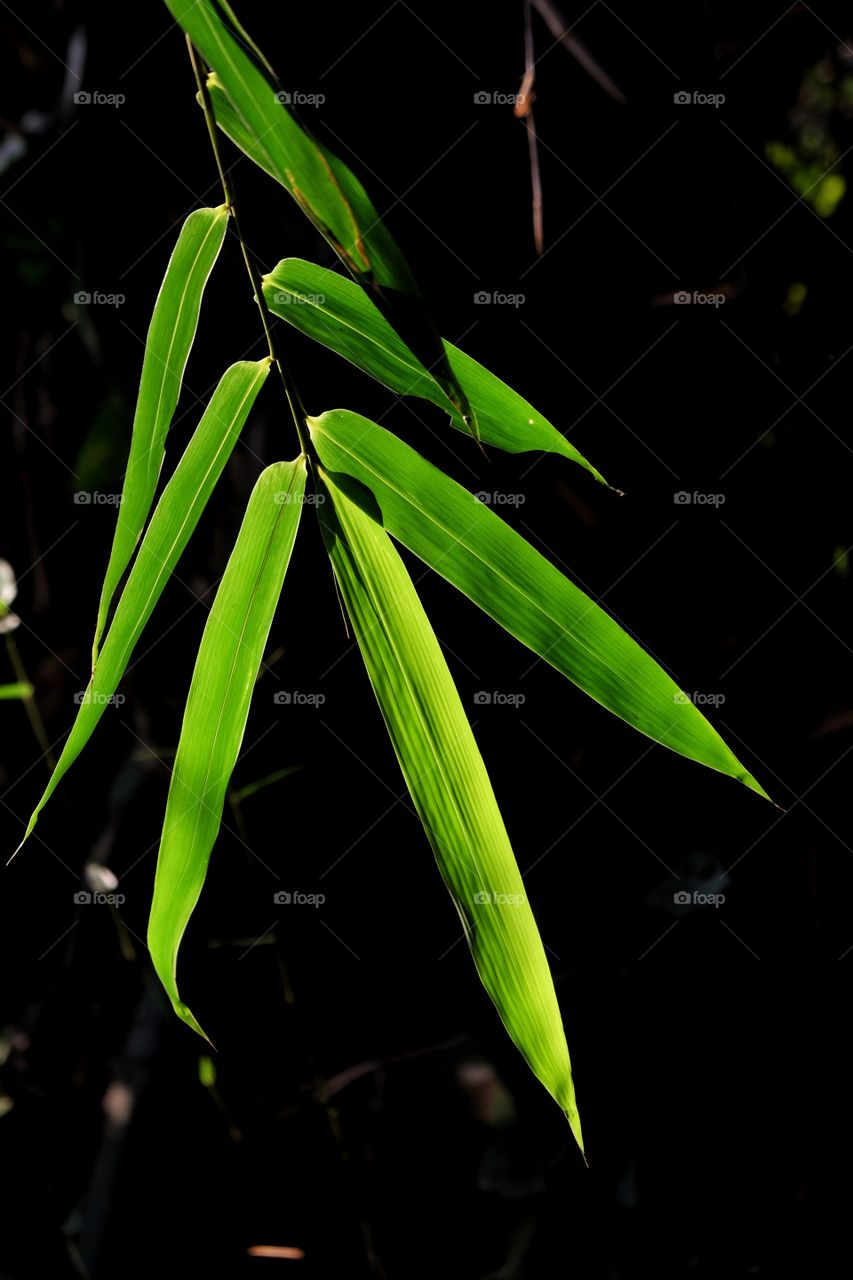 Bamboo leaves