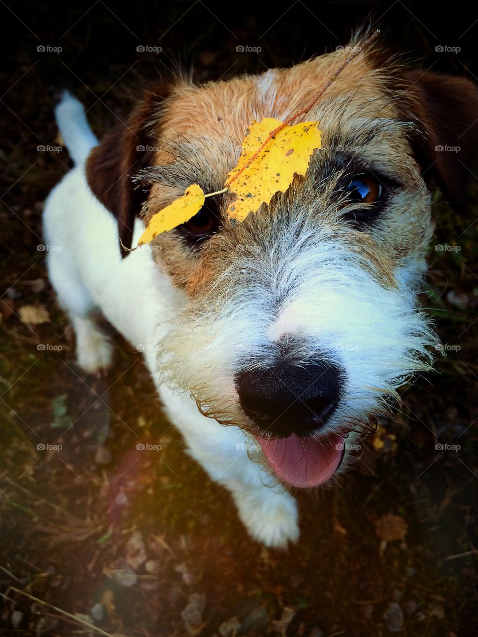 Autumn dog