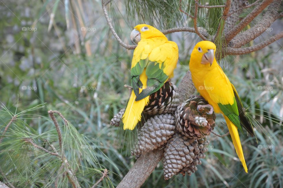 Two yellow birds