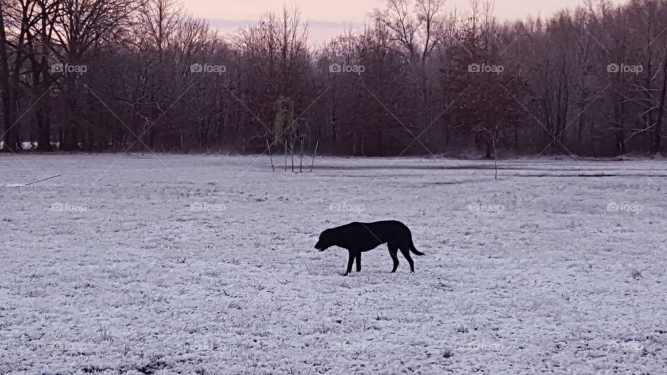 lab in the field on a cold winters morning