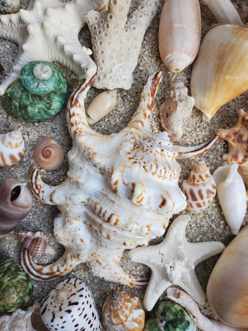 collection of beautiful sea shells