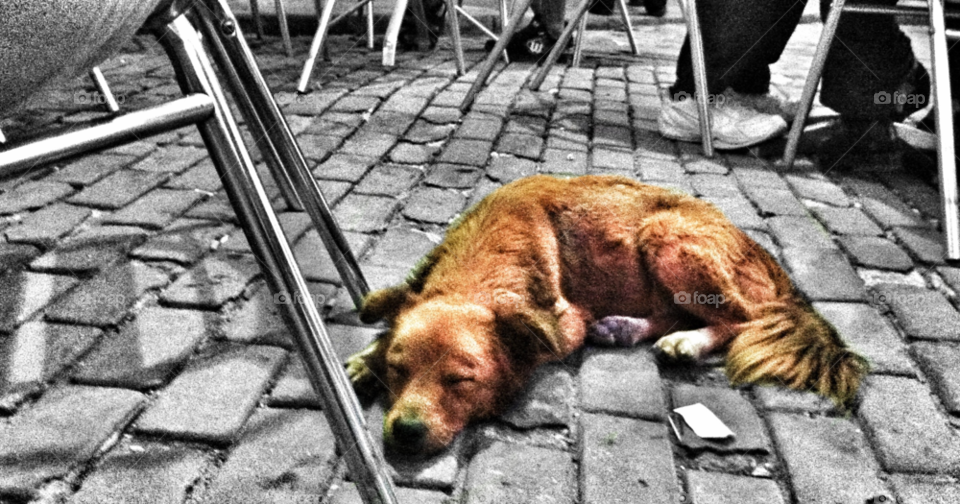 dog sleeping pavement iphone by MegTStewart