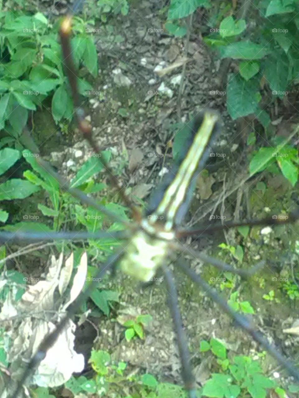 This colored spider hunt the insects by spreading a fast, beautiful but dangerous trap.