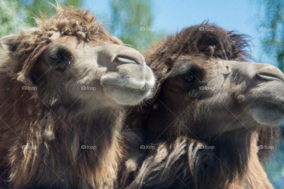 Camels. Camels