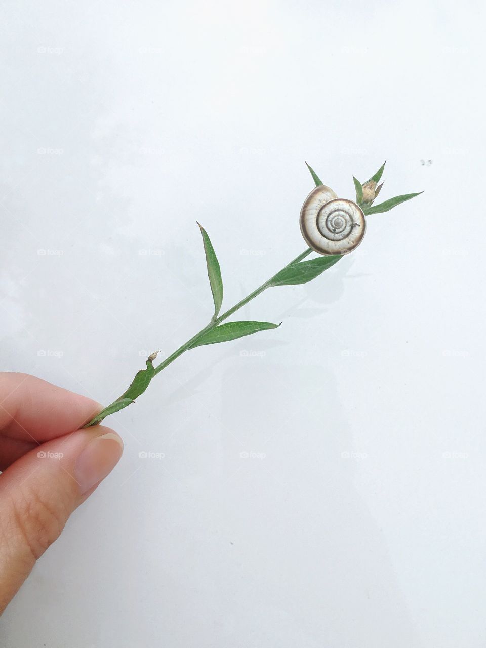 snail on a blade of grass