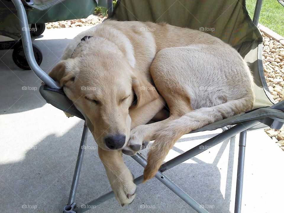 Close-up of dog sleeping on chair