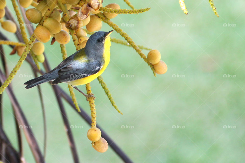 Gray bird with yellow breast. Maricot.