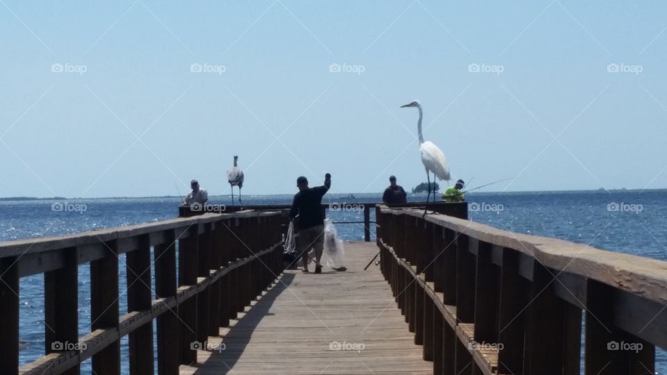 everyone enjoyed some fishing in this great weather at Crystal Beach fishing pier, in Pinellas County Florida. including a Grey Heron & Great Egret