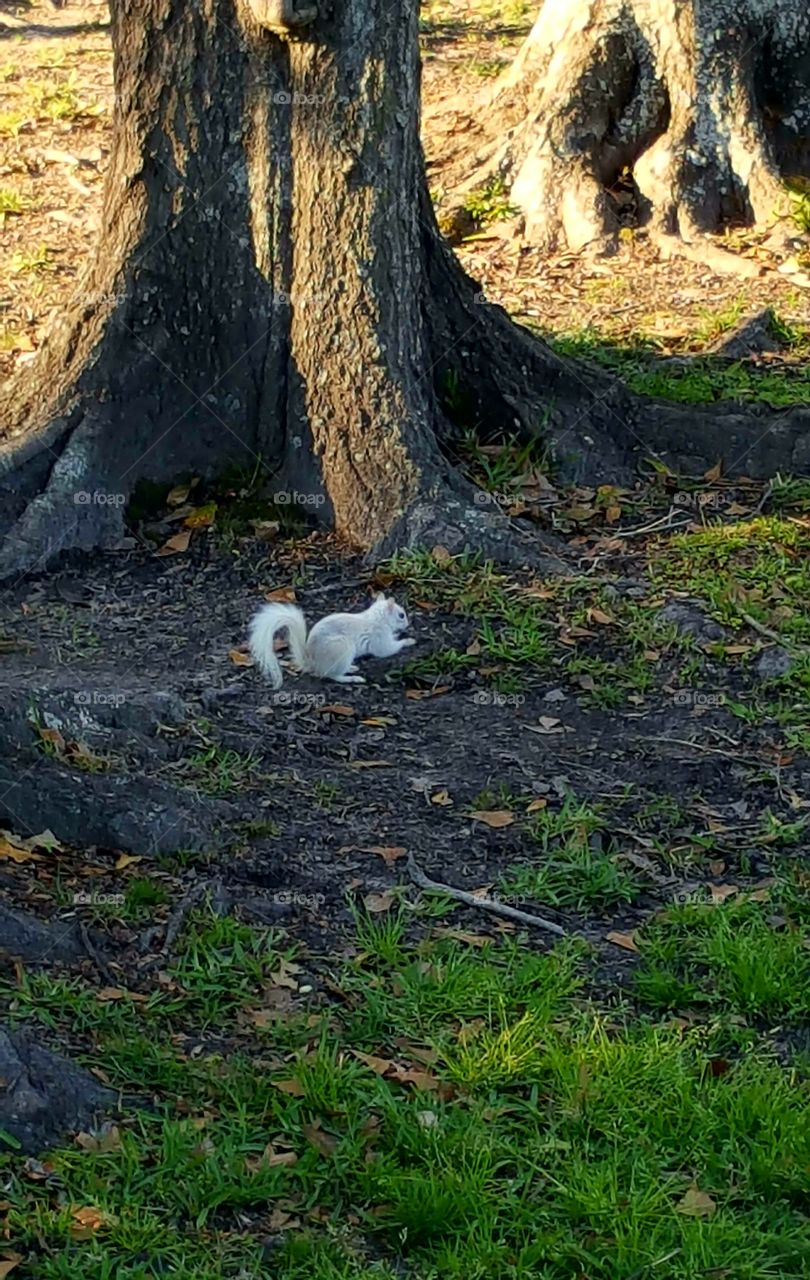 white squirrel