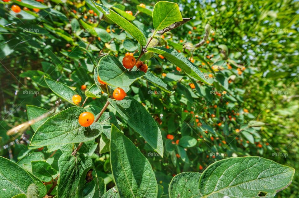 Orange Currant Berries