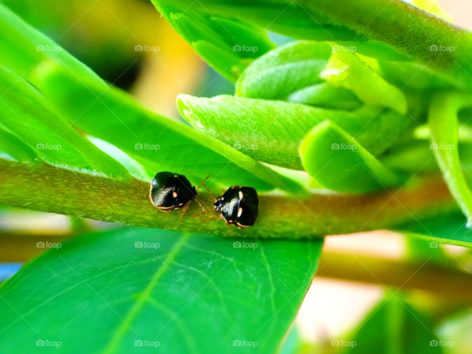 Love in the Nature