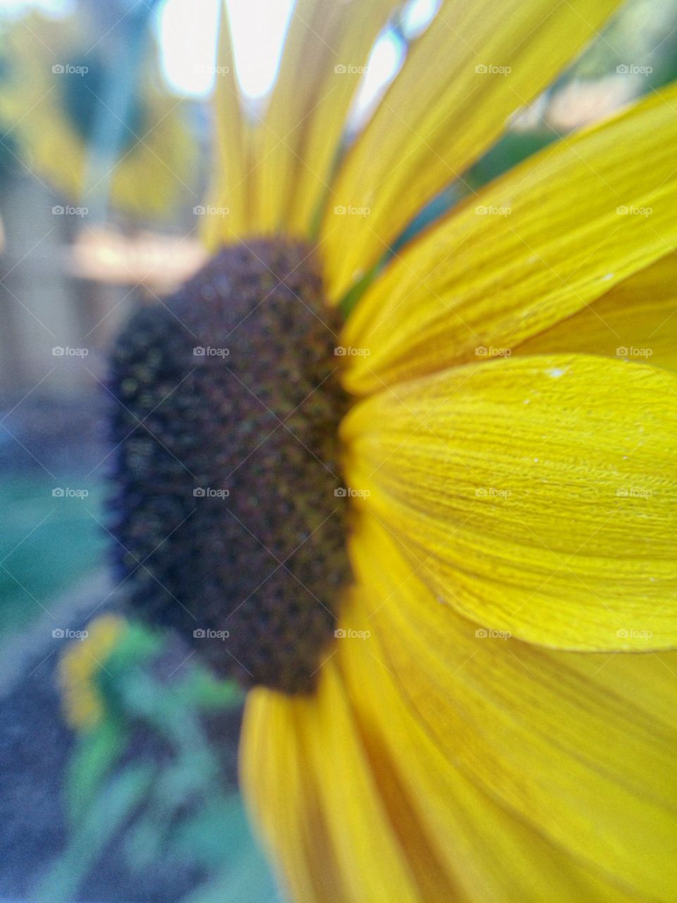 Sunflower side view