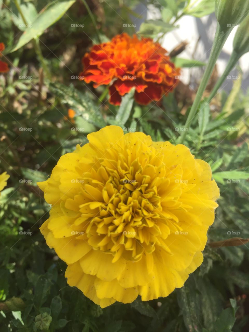 Flowers blooming in the garden