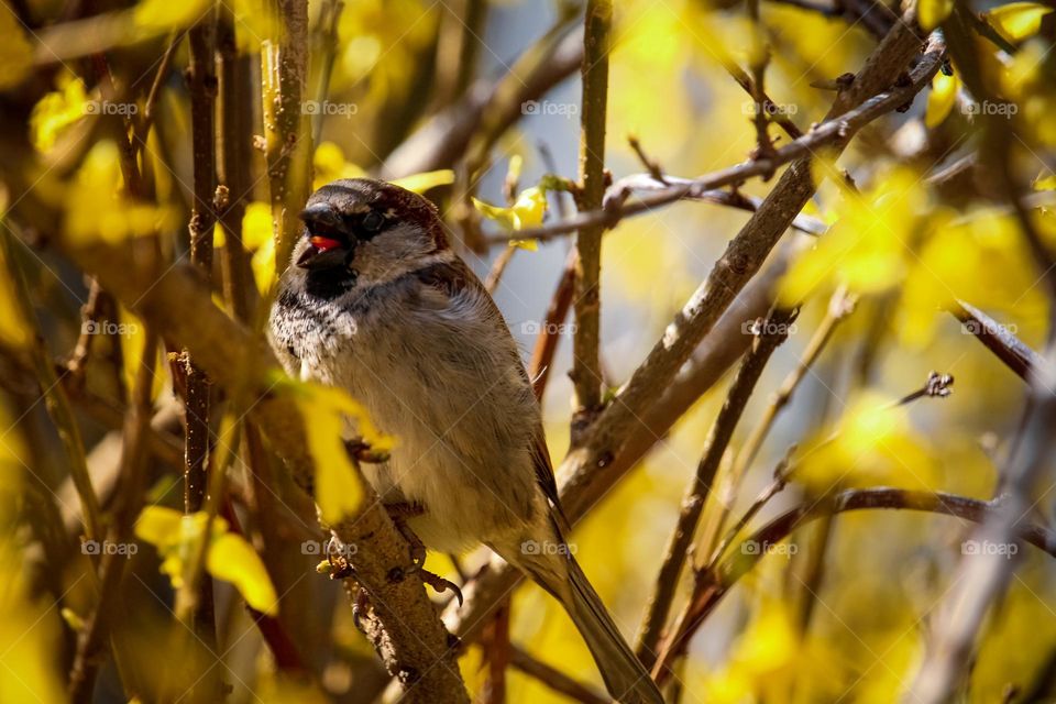 A sparrow in a tree that blooms yellow