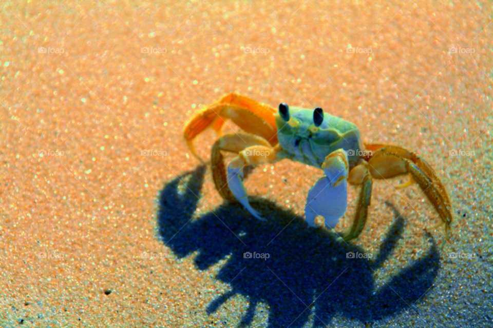 beach blue orange crab by GuuZ