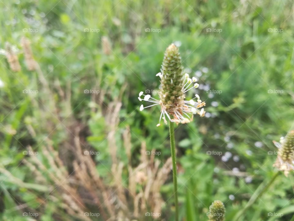forest flower macro