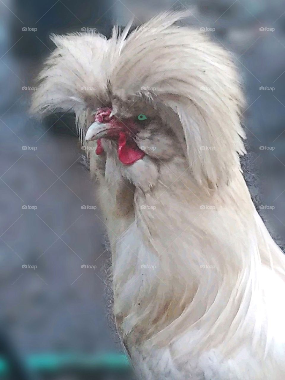 My favorite rooster, "Bird.". He is a Polish Chicken.