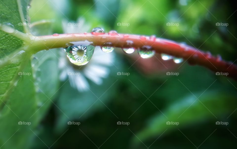 Reflection of the flower in the drop