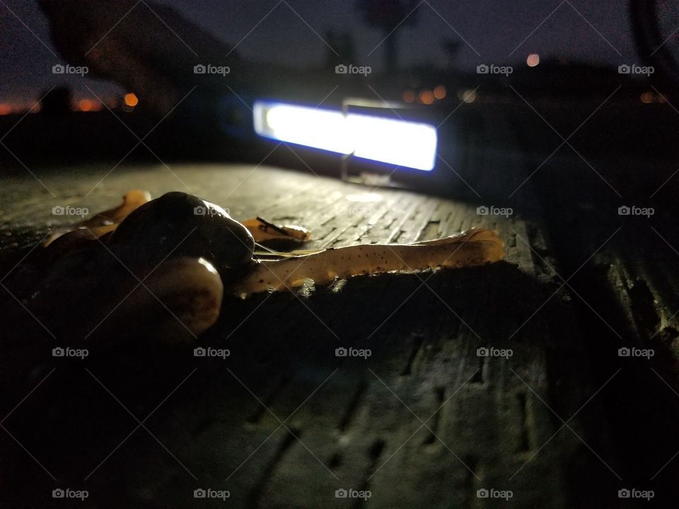 octopus out of water