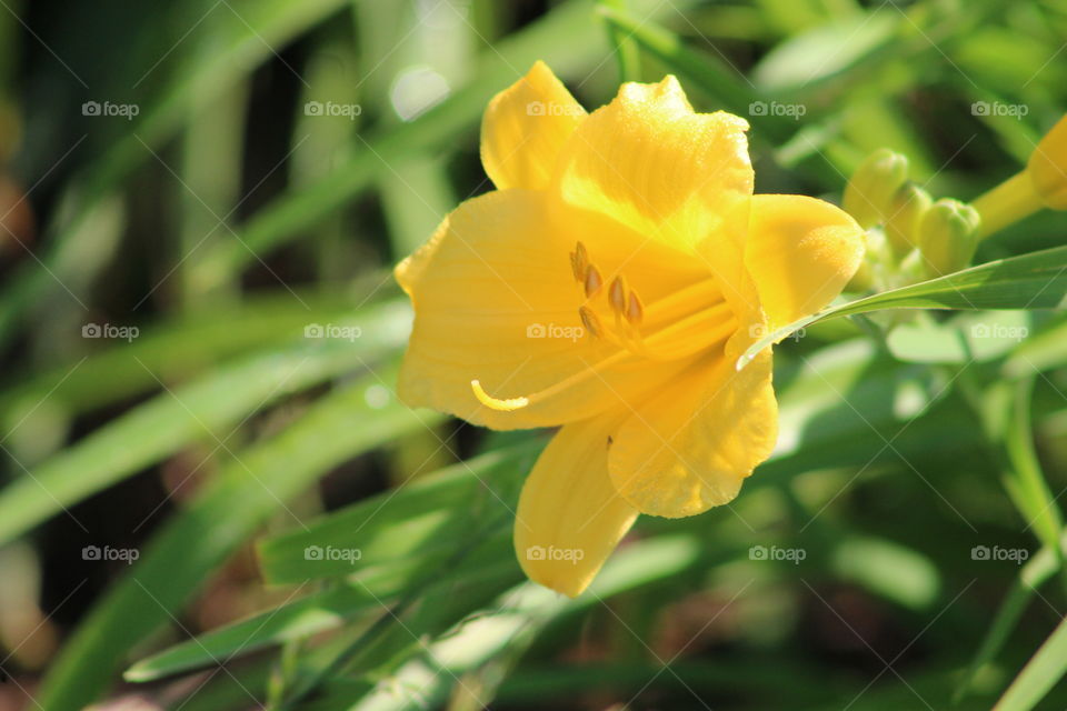 Yellow daylily (hemerocallis) 