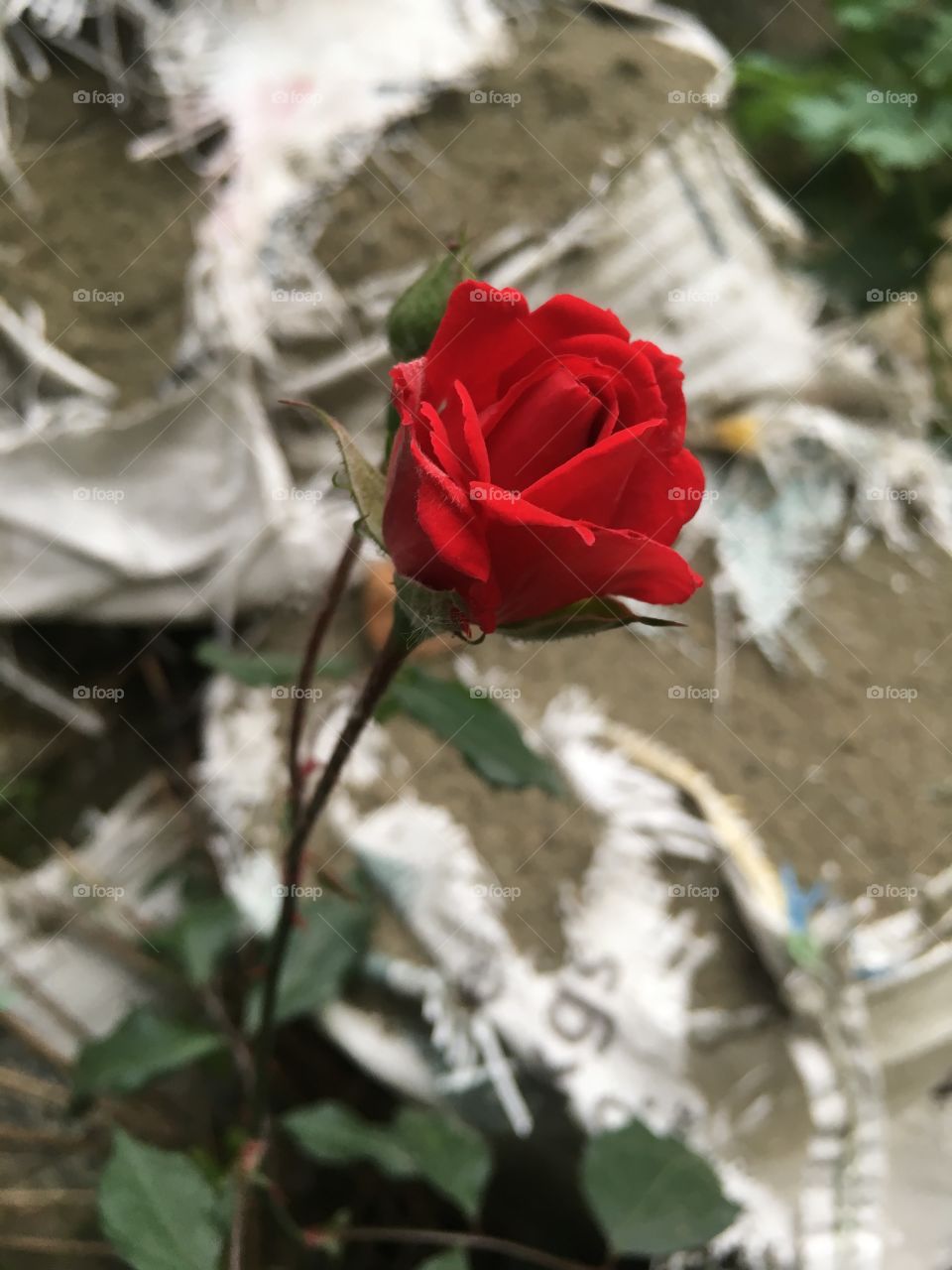 Rose in the ruins 🤓