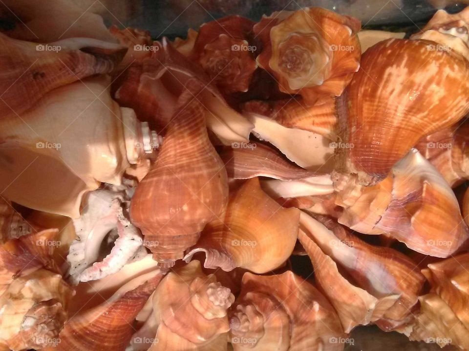 shells