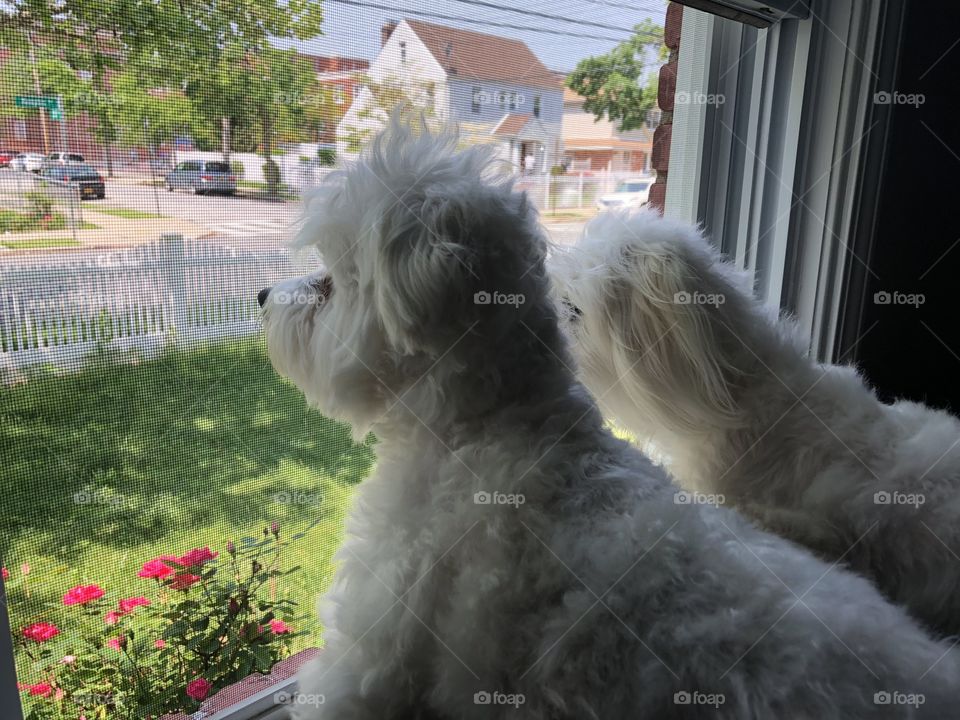 My two pups having a view outside the window 