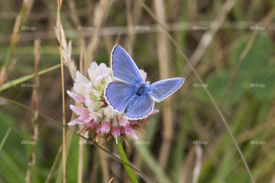 Blue butterfly on clover flower