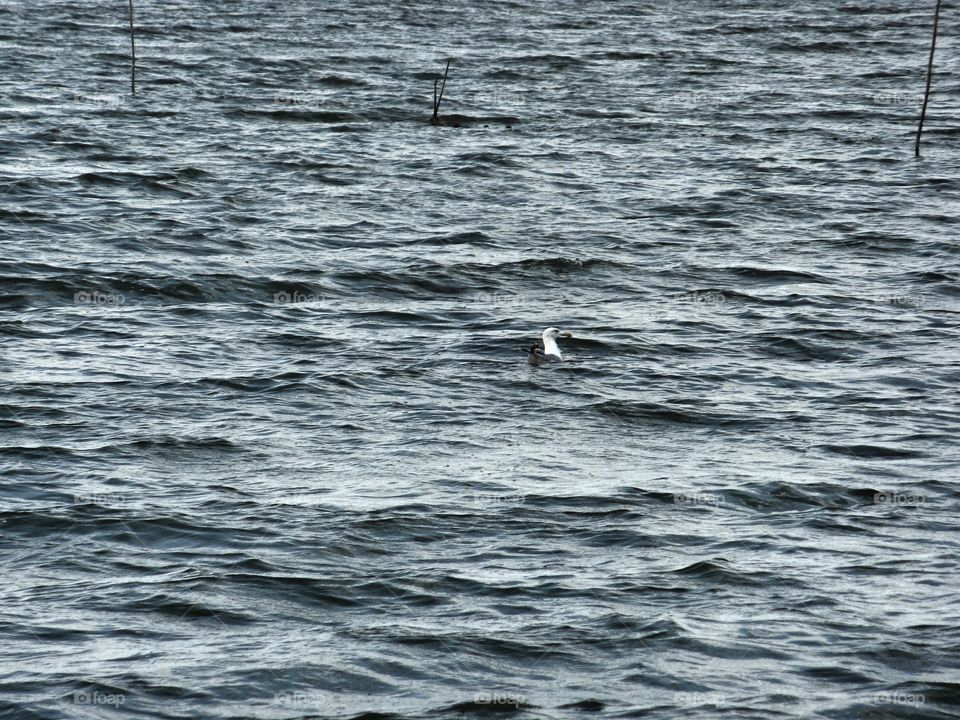 seagull on water