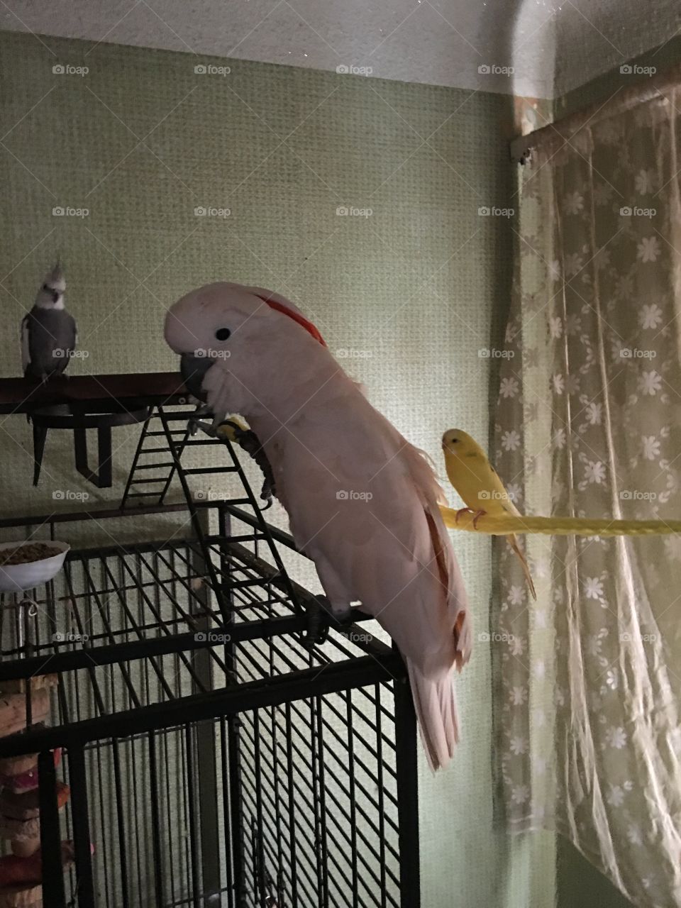 Cockatoo and cockateil and parakeet 