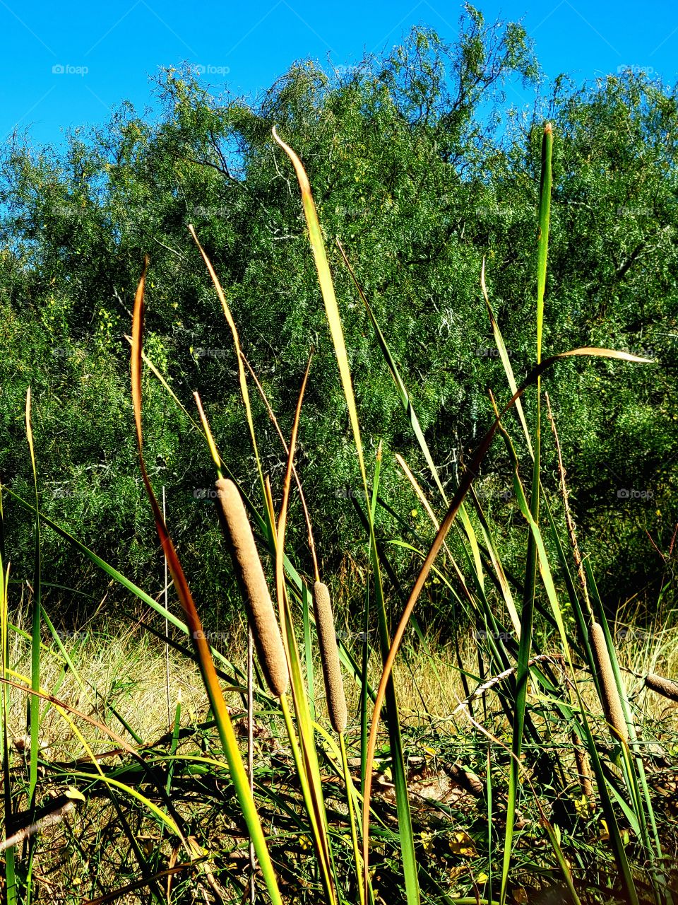 Cattails