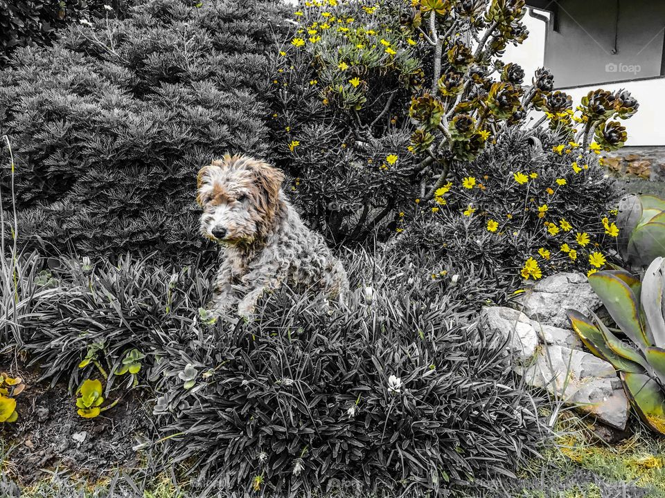 Dog in garden