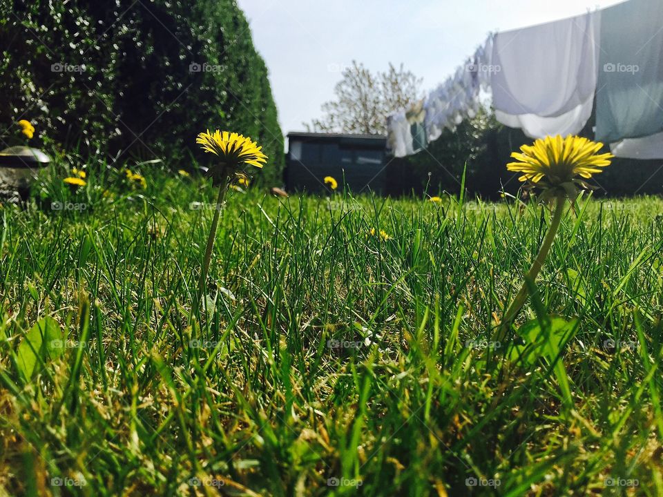 Flowers blooming in grass