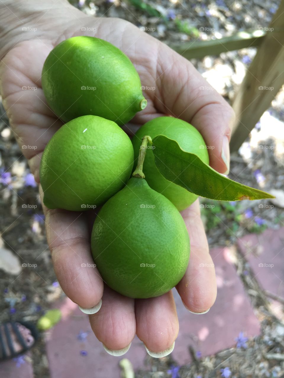 Limes in hand