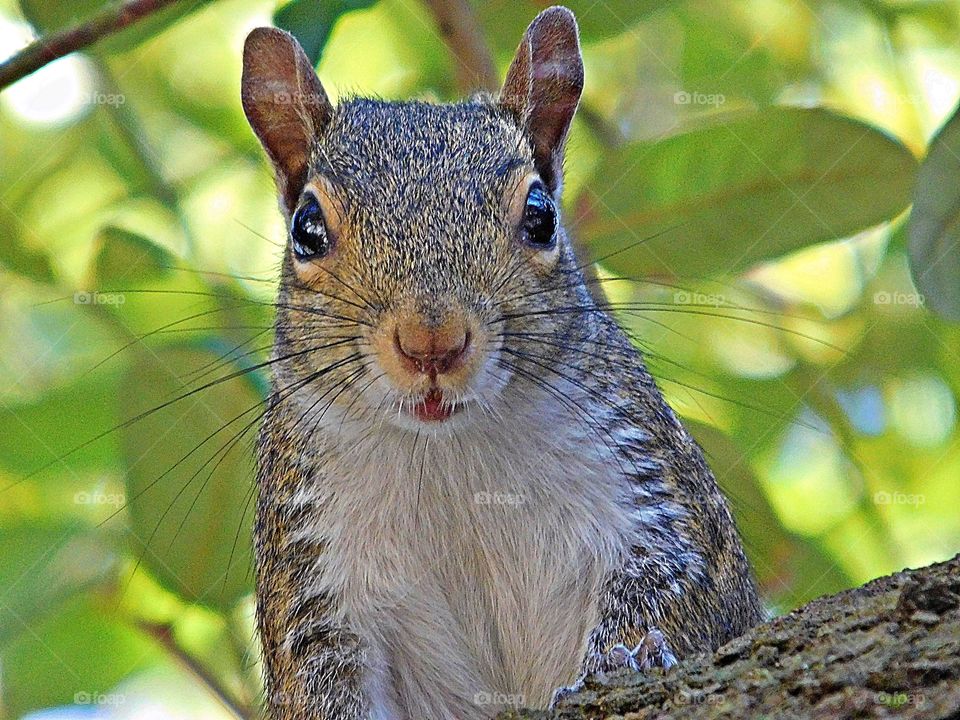 Wild Animals of The United States Foap Missions - Closeup of Grey Squirrel. Fall is for squirrels as they fill their jaws with acorns and even bury them in hiding spots 