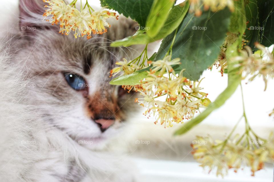 a cat with blue eyes is looking at you closely