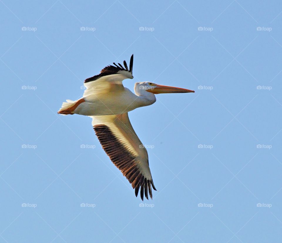 black and white pelican flying high overhead.