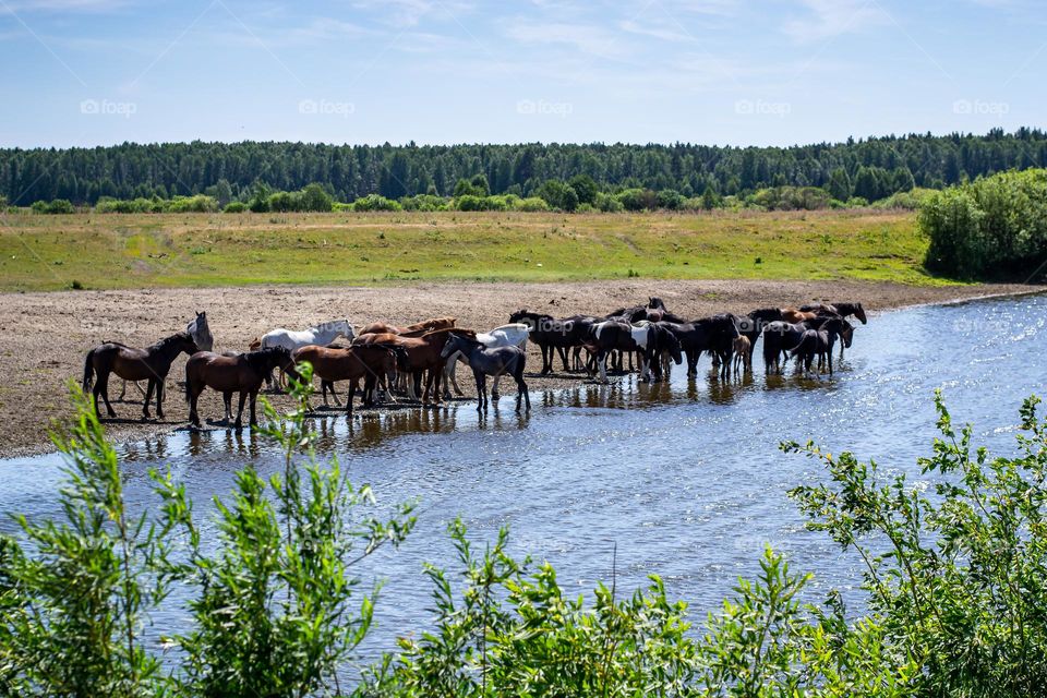 A herd of horses near the river at a watering place. Summer on the farm. Unusual pets. Nature and animals