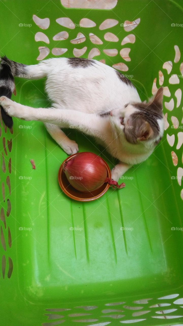 My white cat's in a green basket.