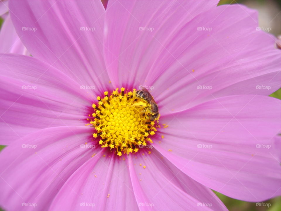 pollen and the bee hunter
