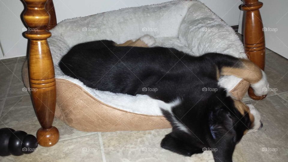 Swissy Puppy Sleeping In Cat Bed