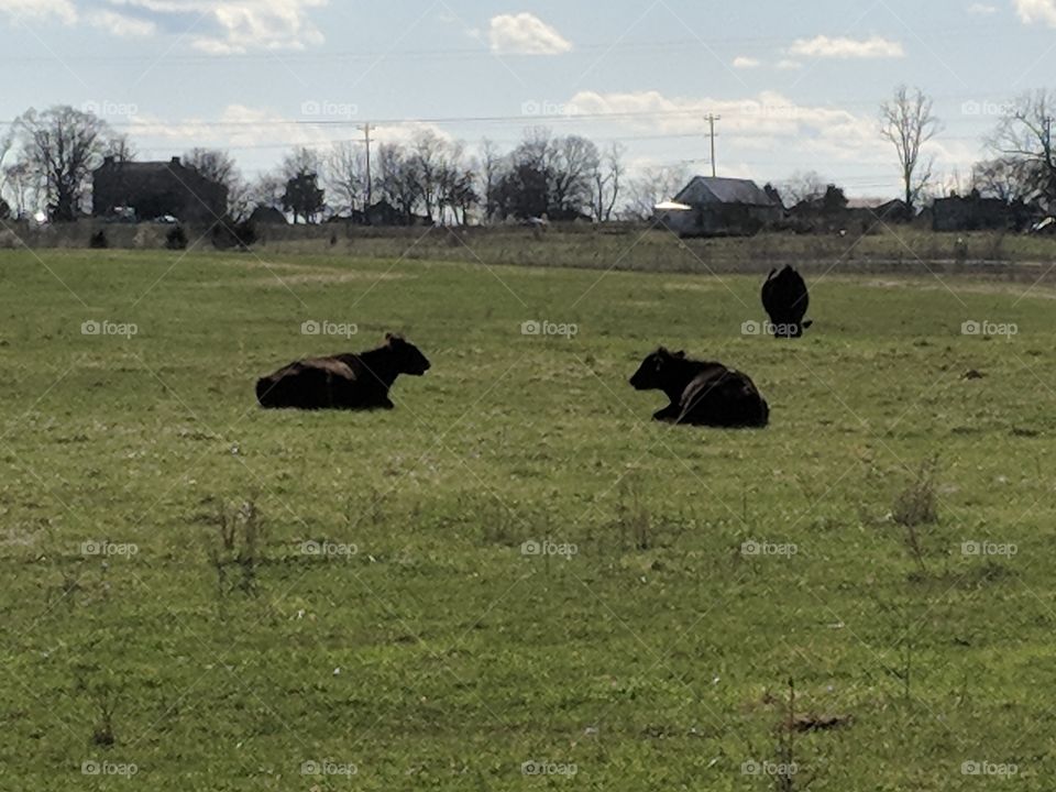 resting cows