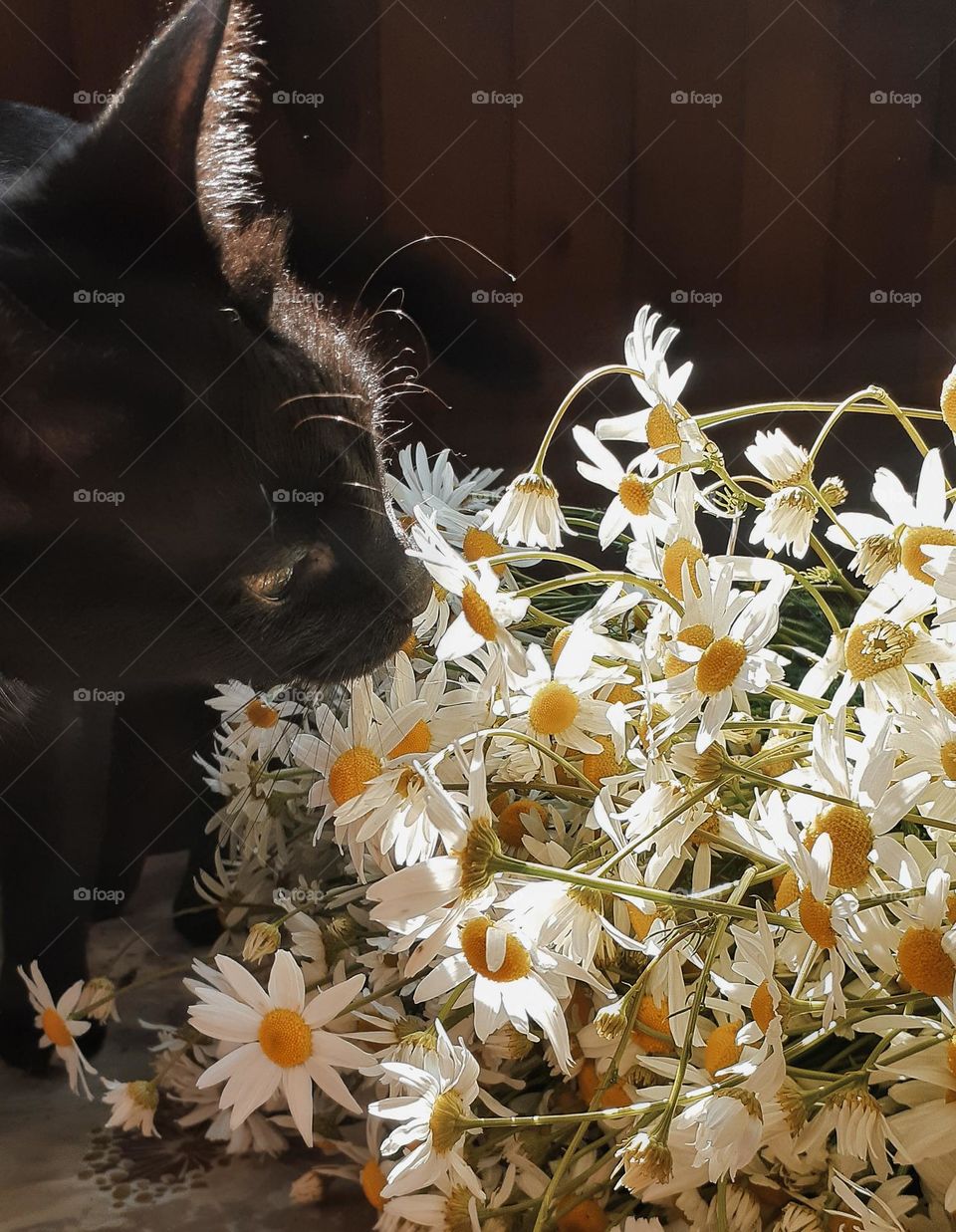 a cat enjoys the smell of field daisies
