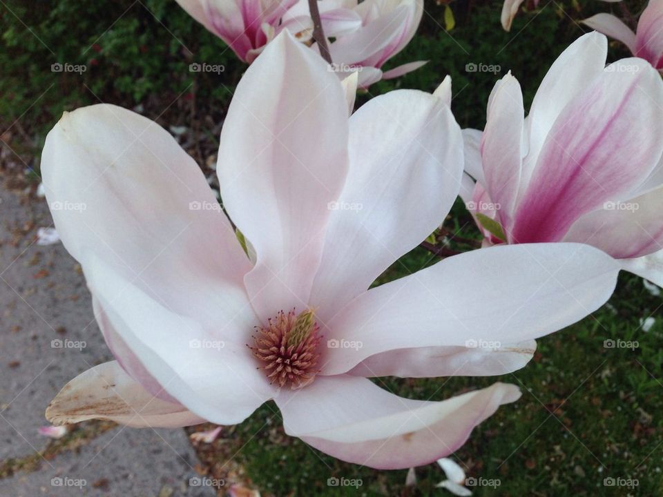 Huge Magnolia