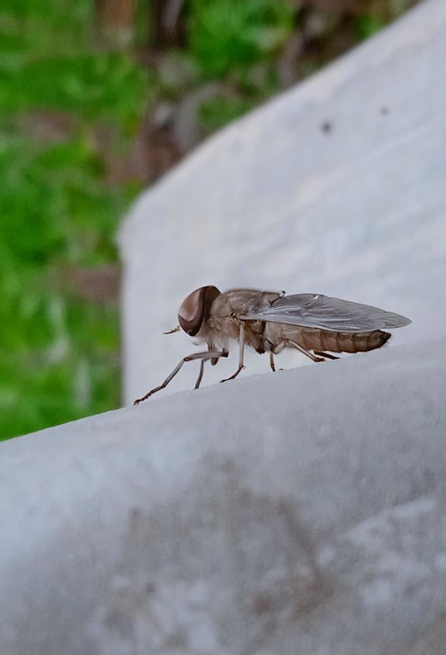 cute Insects