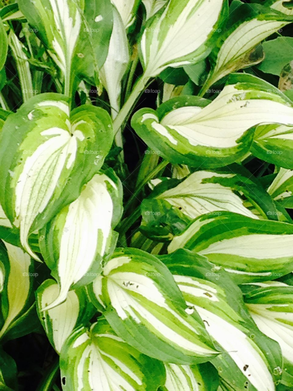 Hosta