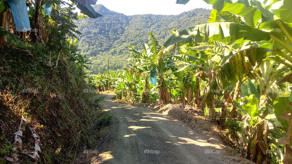 Estrada Bananeiras