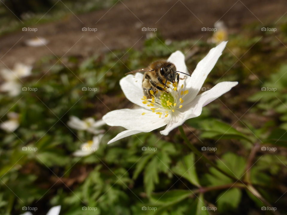 Anemones