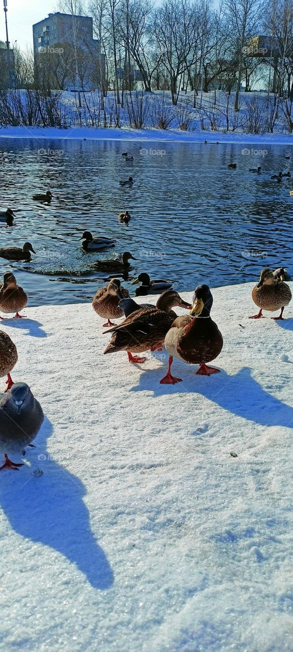 winter, river, ice, winter bank, river bank in winter, birds, animals, duck, drake, pigeons, water, white color, snow