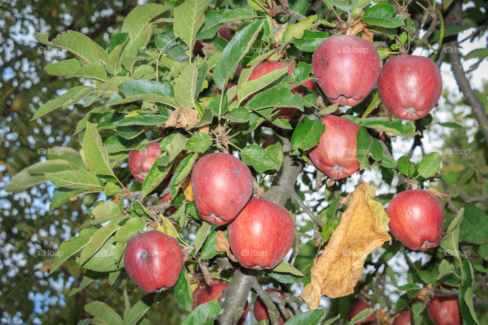 Branches, leaves and apple fruits of an  apple tree